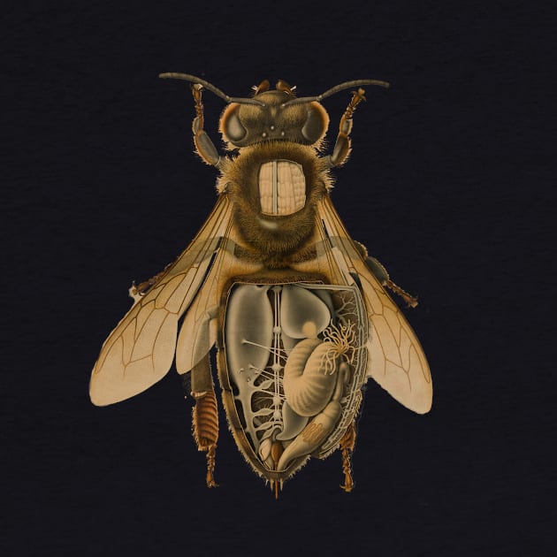 Anatomy of a Bee by ArianJacobs